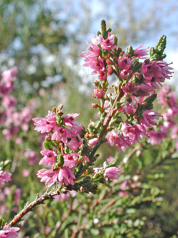  Image name: brugo4.jpg 
 width: 600 pixel 
 height: 800 pixel 
 Size: 182385 bytes 
 Click to enlarge 